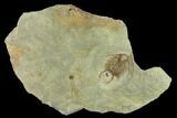 Ordovician Foulonia Trilobite - Fezouata Formation #131318-1